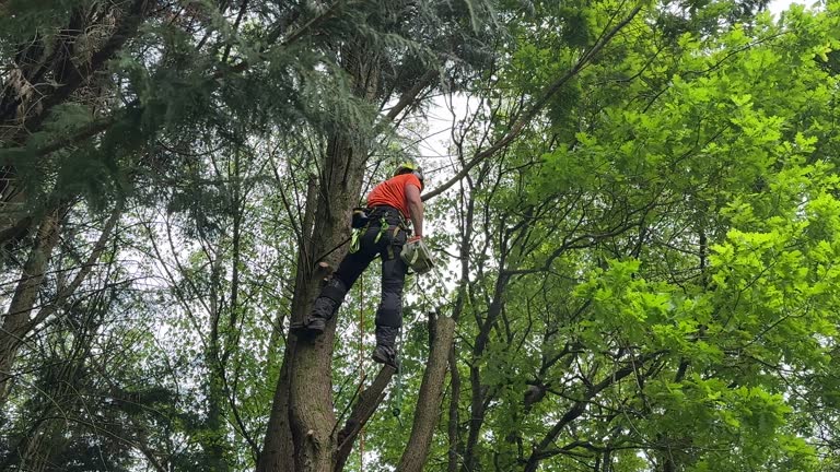 Best Tree Cabling and Bracing  in Clifton Heights, PA