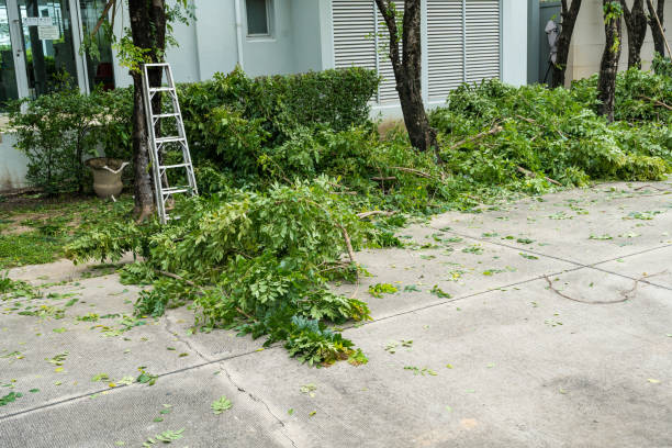 Best Utility Line Clearance  in Clifton Heights, PA