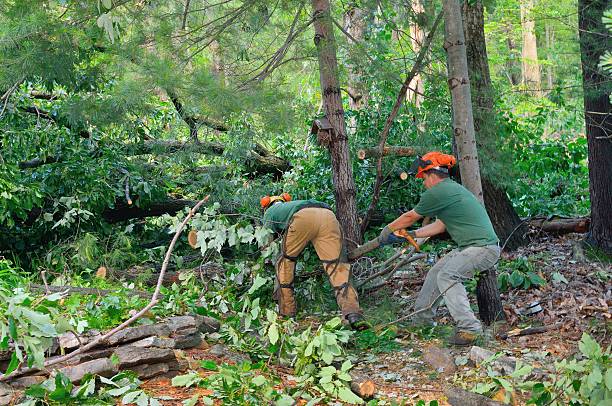 Best Tree Preservation Services  in Clifton Heights, PA