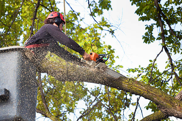 Best Grass Overseeding  in Clifton Heights, PA